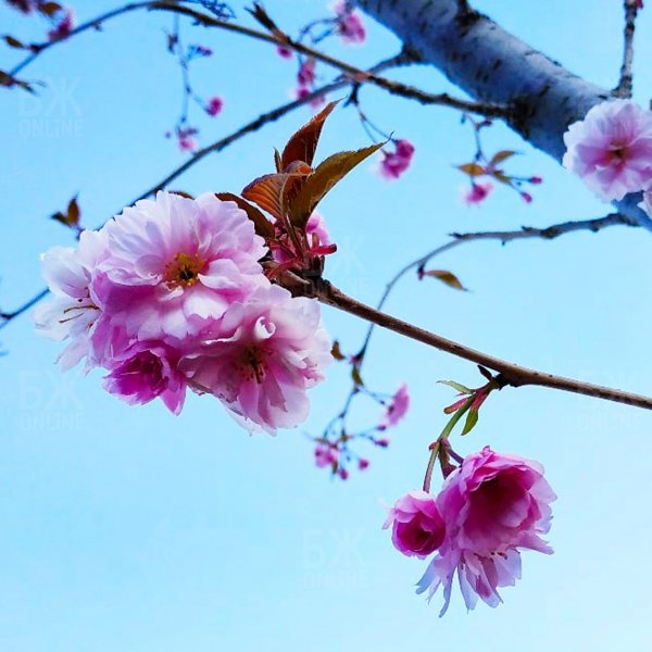 Sakura | Japan Trap Beat